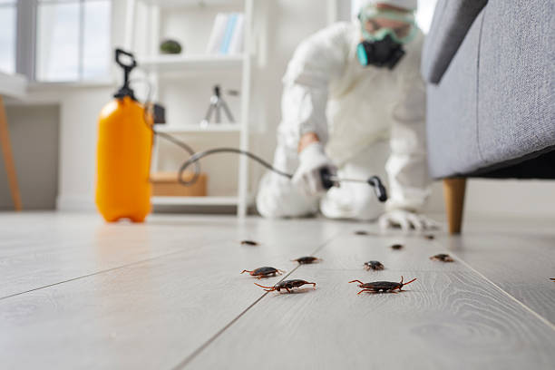 Commercial Rodent Management in Galena Park